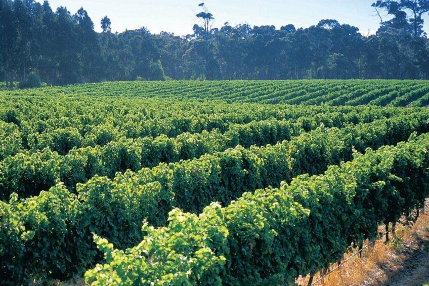 Swan Valley Private Tour 4