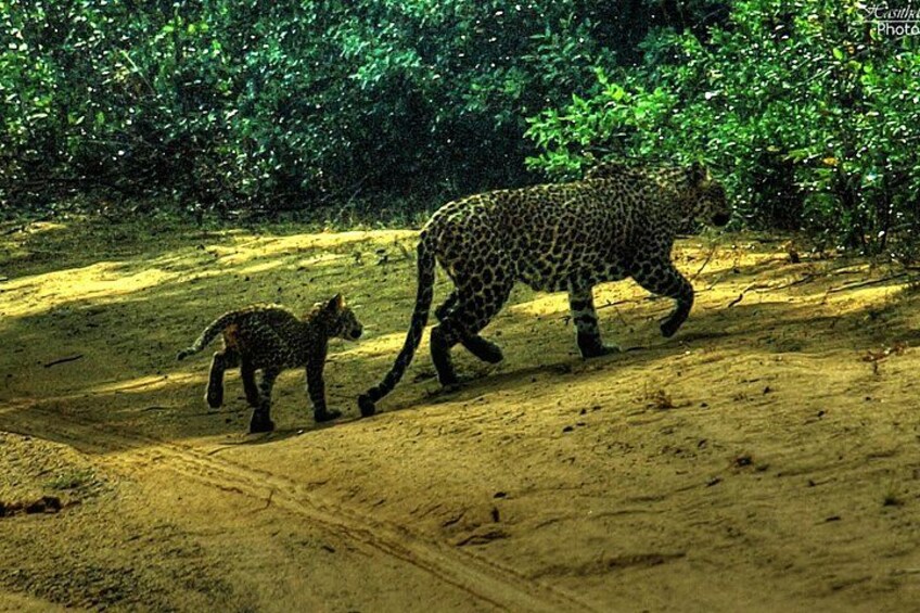 All inclusive Private jeep safari at Yala National park 1