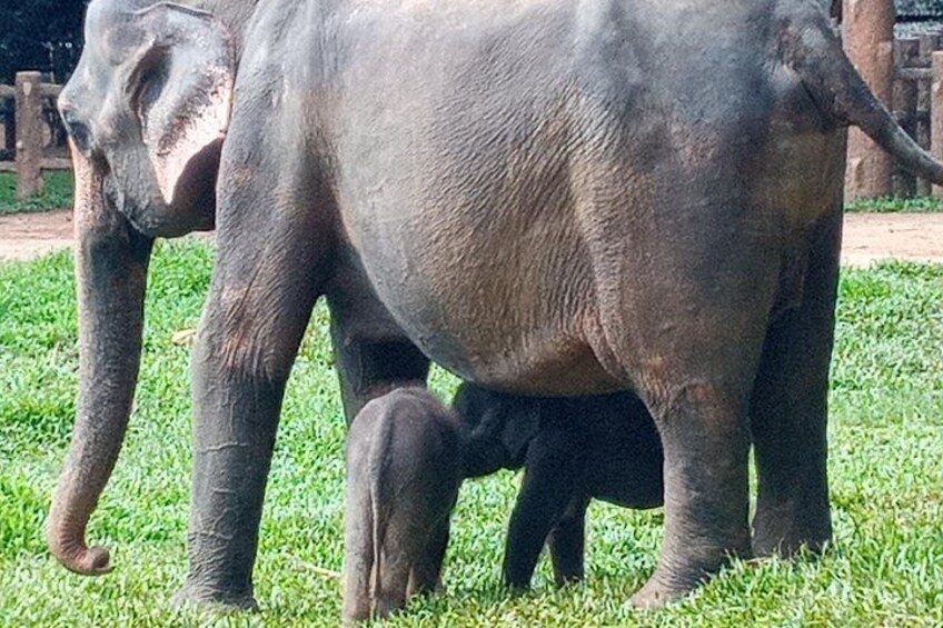 All inclusive Private jeep safari at Yala National park 2