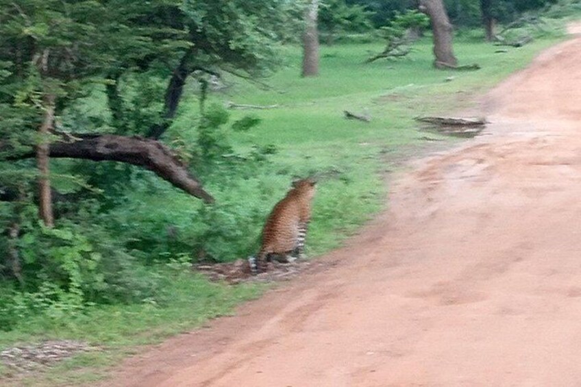 All inclusive Private jeep safari at Yala National park 3