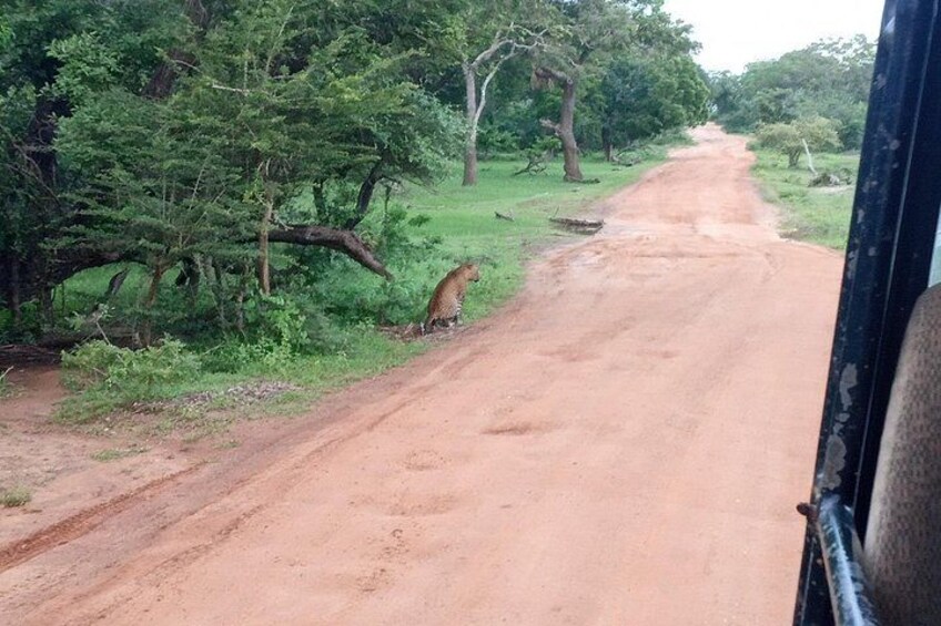 All inclusive Private jeep safari at Yala National park 5