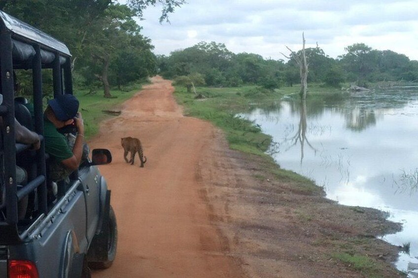 All inclusive Private jeep safari at Yala National park 4