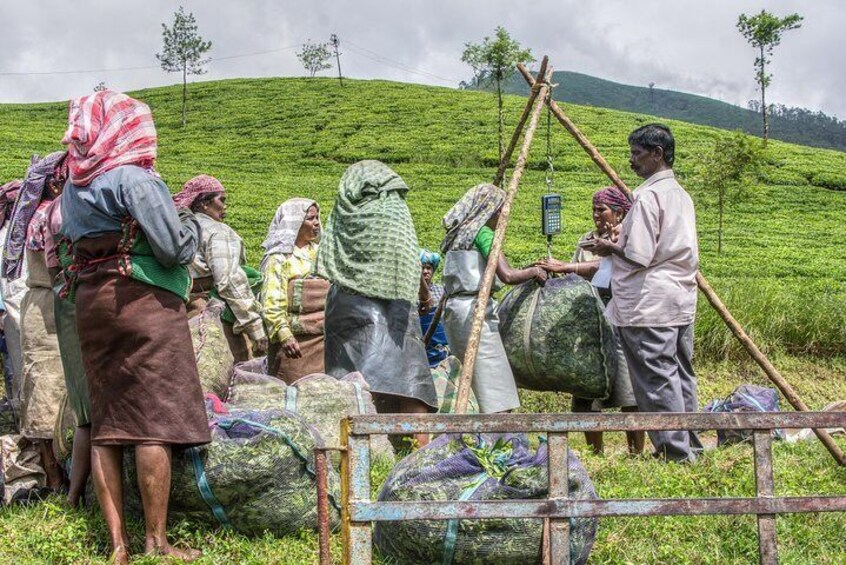 Trekking tour of Kerala 2