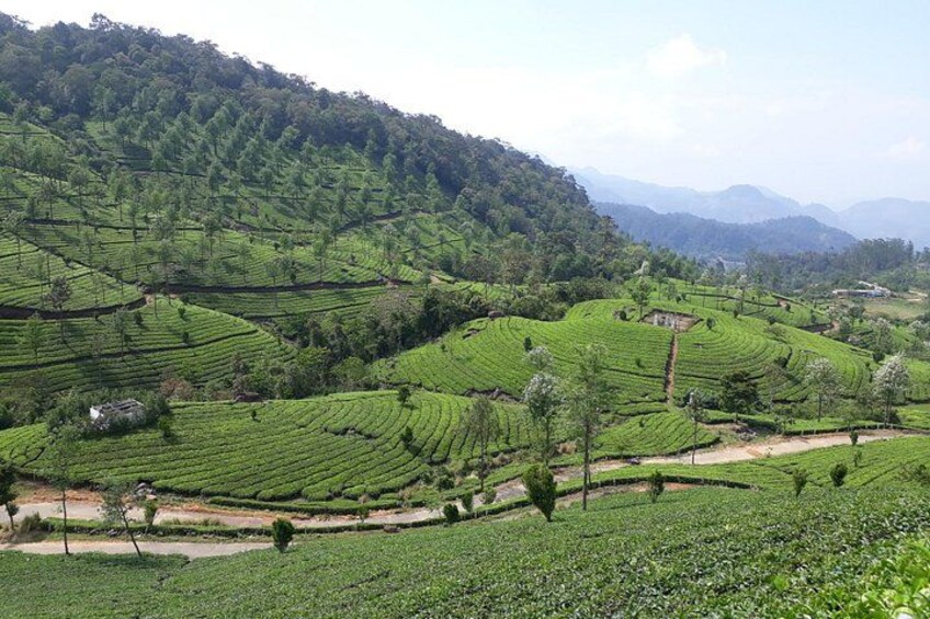 Terrazas de plantaciones de té, una montaña y un cielo despejado. 2