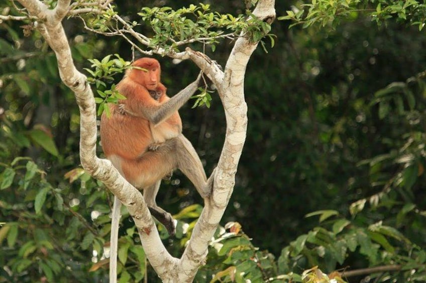 A monkey sitting on a tree branch. 3