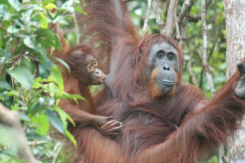 Un orangután de pelaje marrón rojizo sosteniendo a un bebé orangután en una zona boscosa. 2