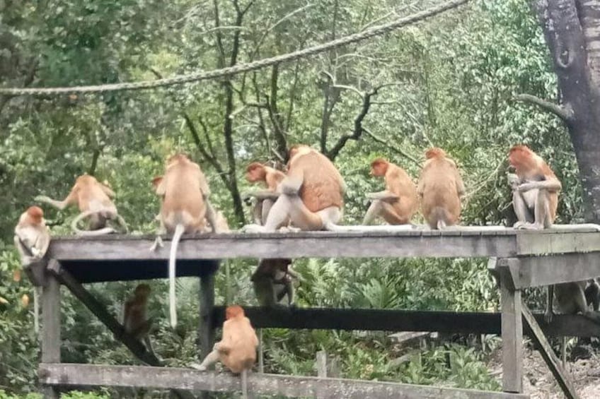 Full-Day Sepilok Orangutan and Proboscis Monkey from Sandakan or Kota Kinabalu 3