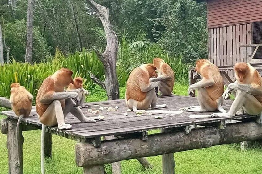 Full-Day Sepilok Orangutan and Proboscis Monkey from Sandakan or Kota Kinabalu 2