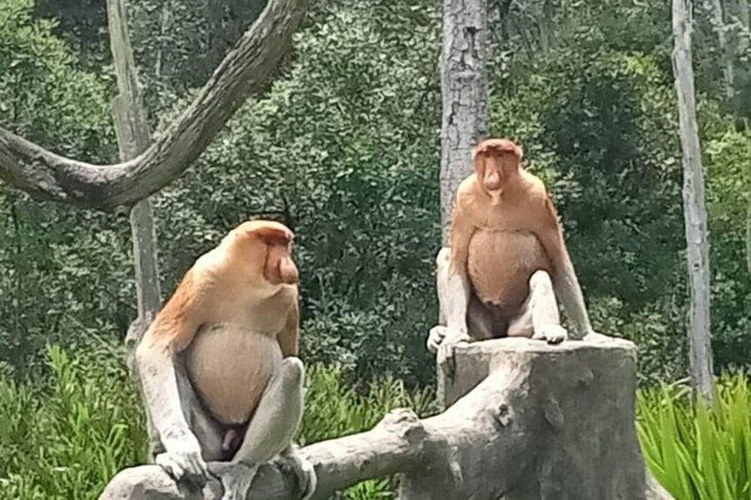 Full-Day Sepilok Orangutan and Proboscis Monkey from Sandakan or Kota Kinabalu 5