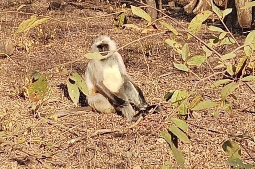 A monkey sitting on the ground with a leaf in its hand. 4