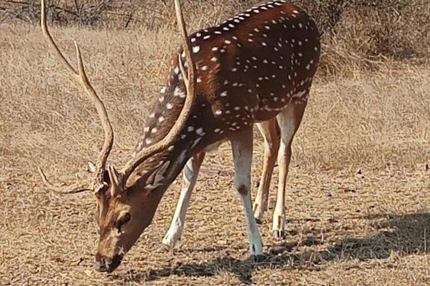 A deer with white spots grazing in a dry grass field. 5
