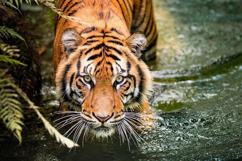 A tiger walking through water. 1