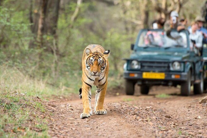 Ranthambore-national-Park-Trips