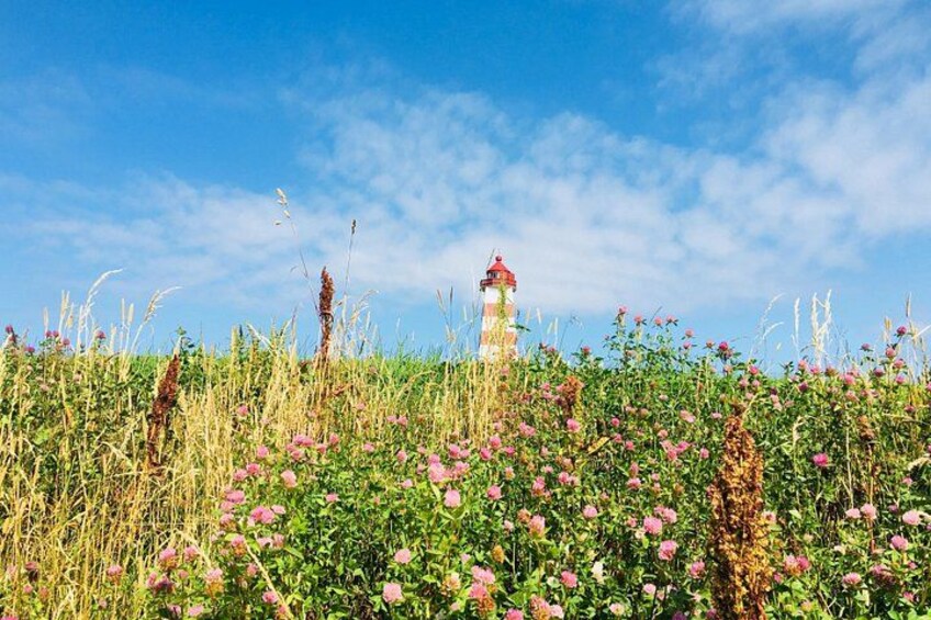 A lighthouse amidst a field of pink flowers and tall grasses under a clear blue sky. 2