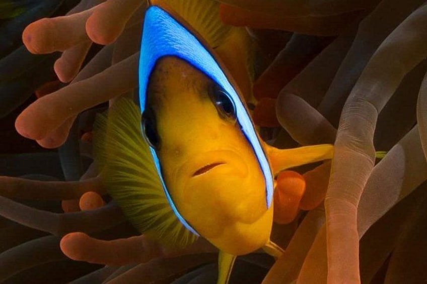 Ein Fisch mit blauem Streifen, umgeben von Seeanemonen. 3