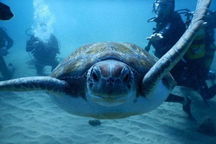 Eine Meeresschildkröte schwimmt unter Wasser, im Hintergrund sind Taucher zu sehen. 4