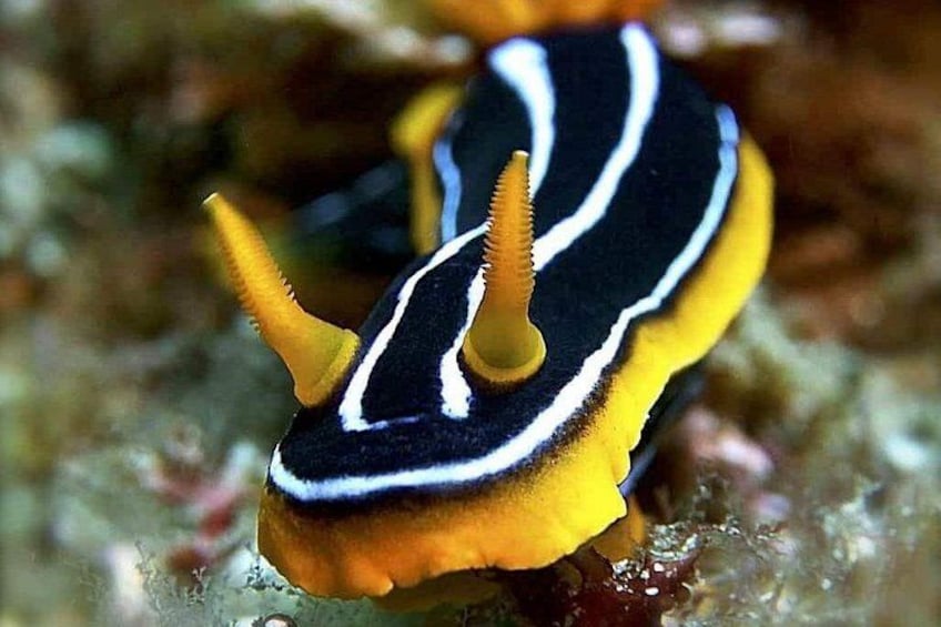 Ein Nacktschnecke mit gelb-schwarzer Färbung, zwei gelben Hörnern und weißen Streifen. 5