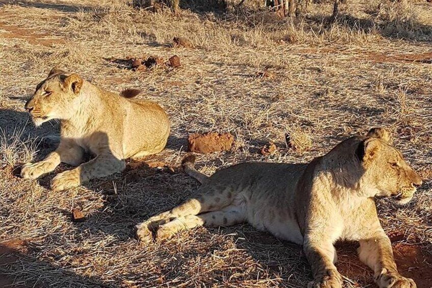 3 Nights Victoria Falls , Chobe Safari and Hwange National Park Safari 1