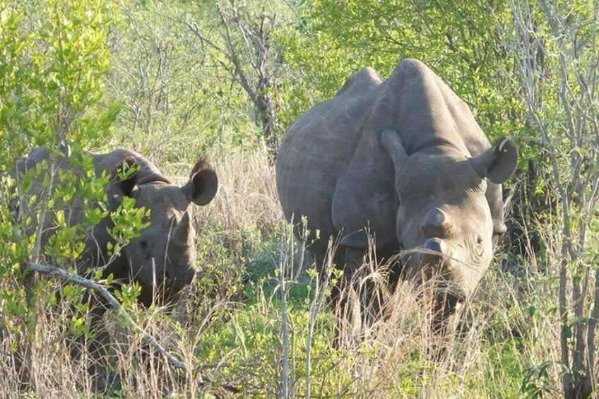 3 Nights Victoria Falls , Chobe Safari and Hwange National Park Safari 2
