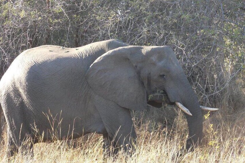 3 Nights Victoria Falls , Chobe Safari and Hwange National Park Safari 5
