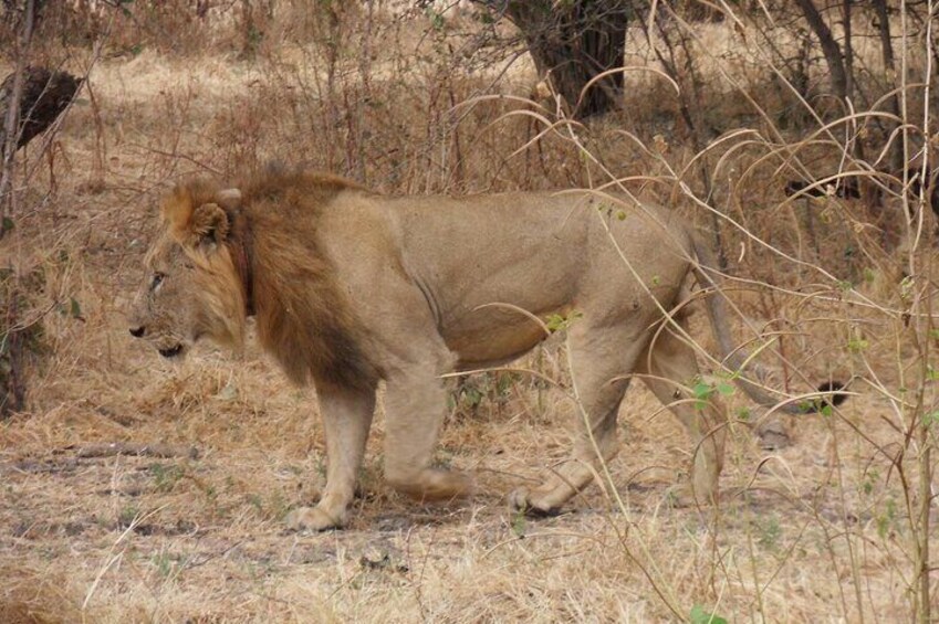 3 Nights Victoria Falls , Chobe Safari and Hwange National Park Safari 4