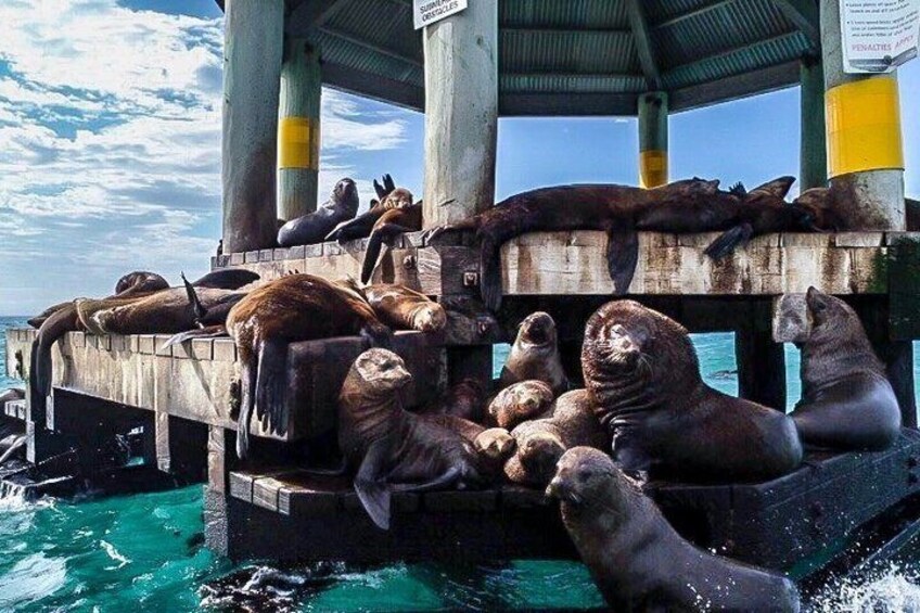Mornington Peninsula Scenic 1.5 hour boat cruise. 4