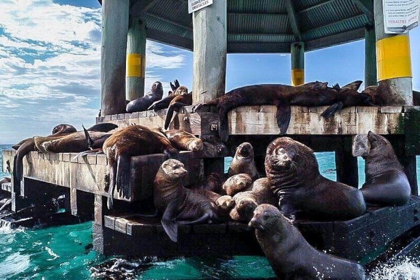 Een groep zeehonden ontspant op een houten platform boven het water. 1