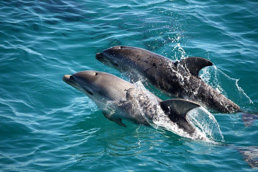 Spot resident dolphins! 3