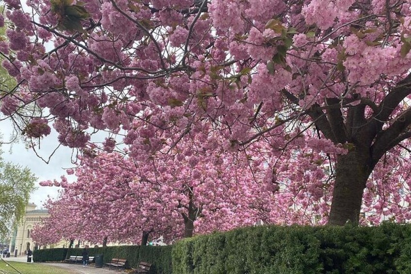 Les cerisiers en pleine floraison, une haie bien entretenue et un bâtiment situé au loin. 4