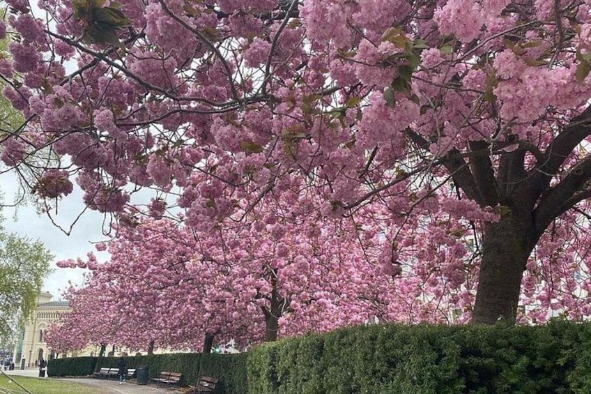 A cherry blossom tree with pink flowers, a bench, and a building in the background. 4