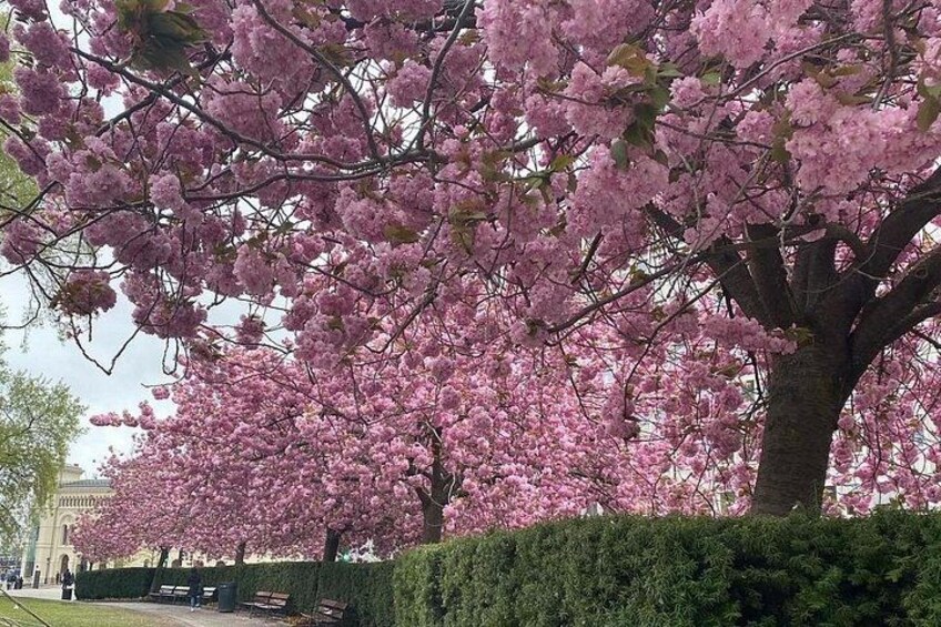 Een kersenbloesemboom in volle bloei met een verzorgde haag op de voorgrond en een gebouw op de achtergrond. 5