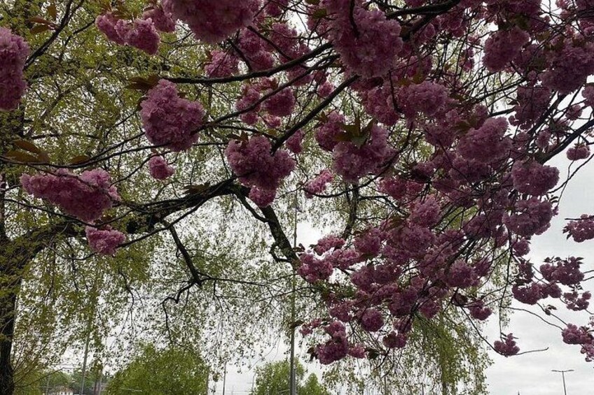 A tree with pink blossoms. 5