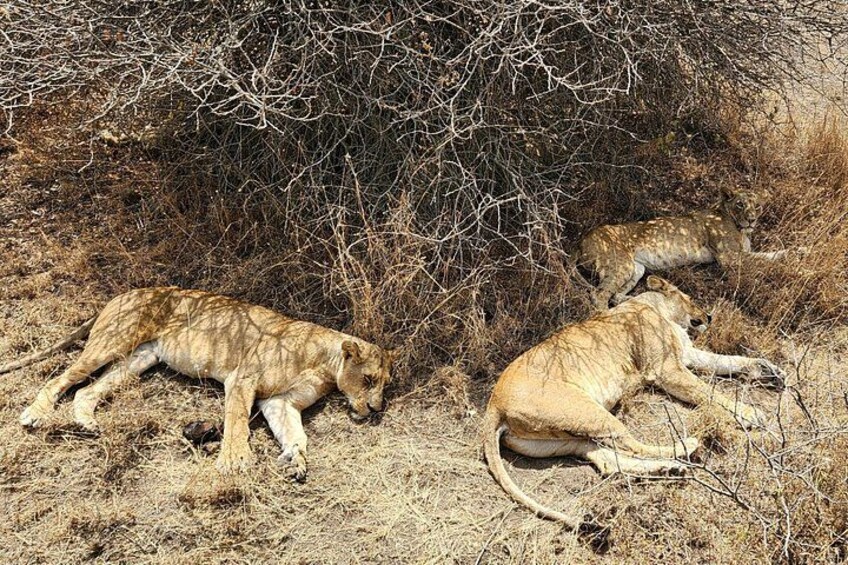 Dos leones descansando en una zona seca y cubierta de arbustos. 2