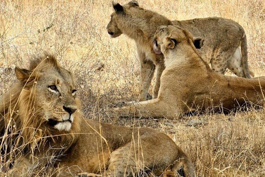 Tres leones en un hábitat de pastizal seco. 3