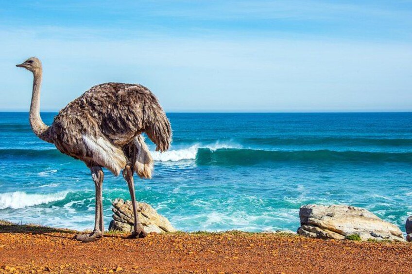 An ostrich standing on a rocky beach with the ocean in the background. 3