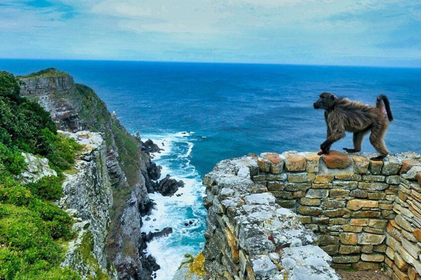A monkey on a stone wall overlooking a coastal cliff with the ocean below. 2