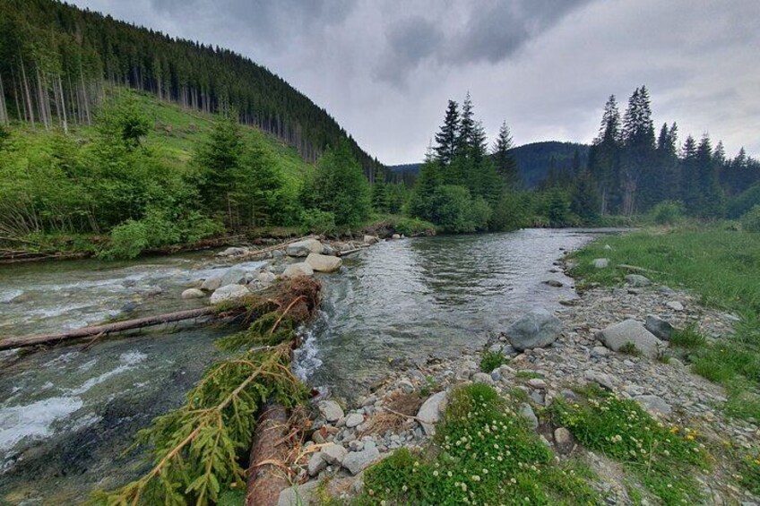 A river flowing through a forested valley with a fallen tree in the water and a rocky riverbank. 3