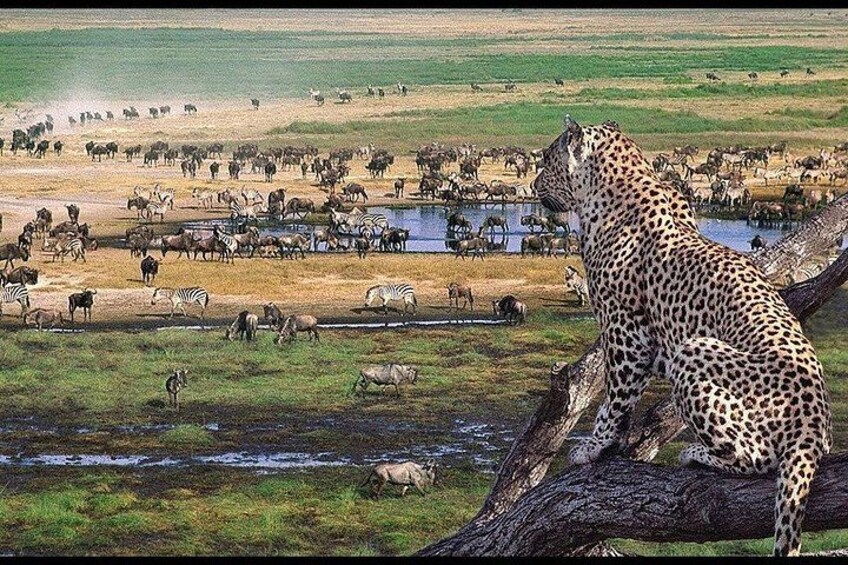 Full-Day Trip to Ngorongoro Crater from Arusha Town 4