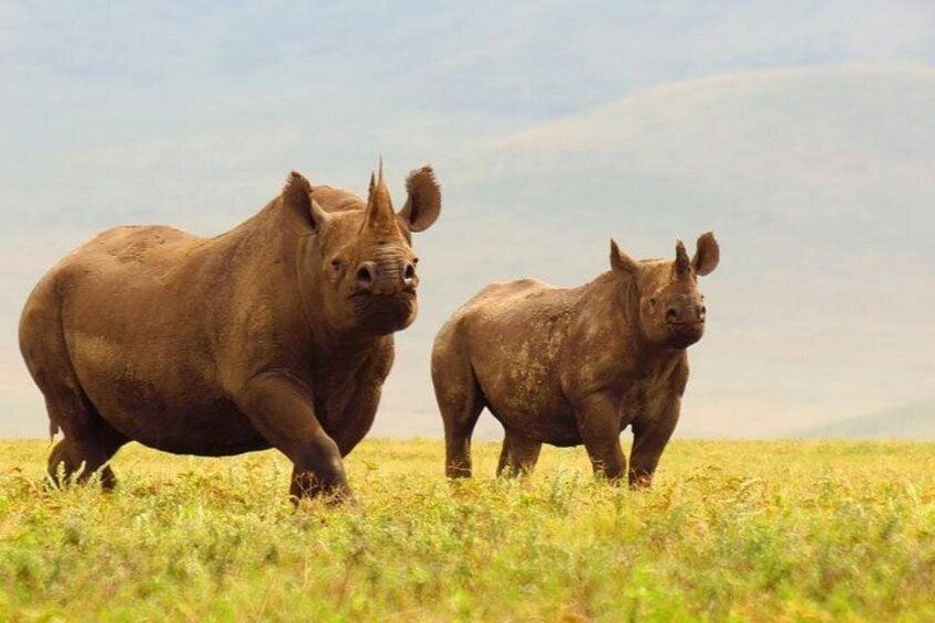 Full-Day Trip to Ngorongoro Crater from Arusha Town 3