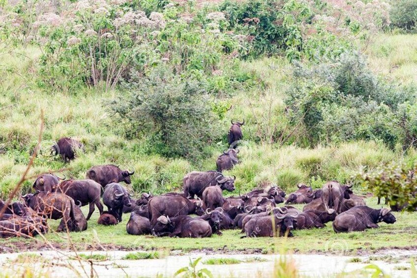 Full-Day Trip to Ngorongoro Crater from Arusha Town 2