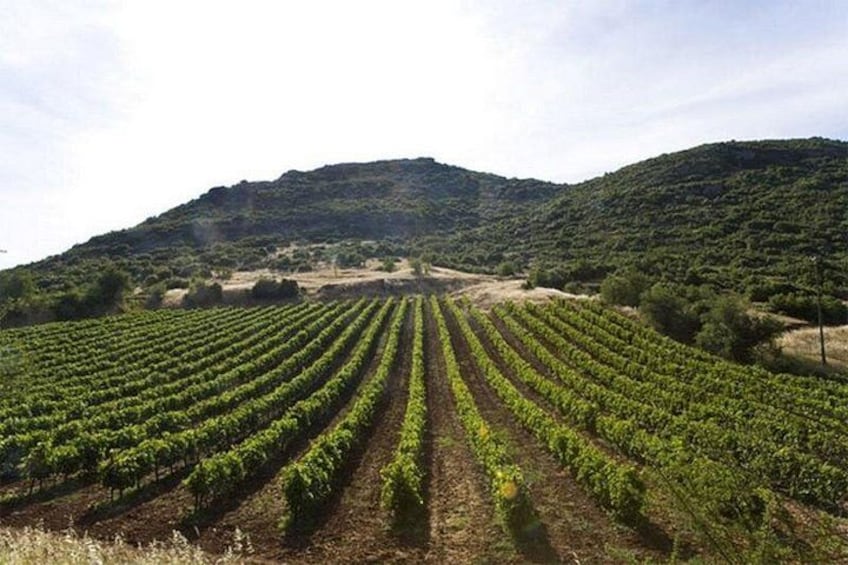Ein Weinberg mit Reihen von Reben, die sich zu einer hügeligen Landschaft im Hintergrund erstrecken. 5