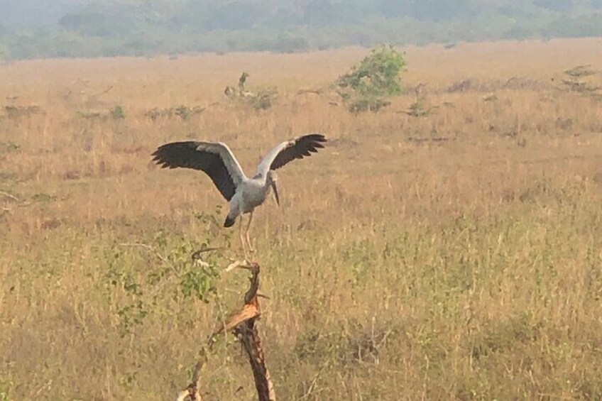 Wilpattu Safari tour from Negombo