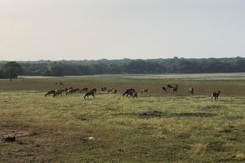 Wilpattu Safari tour from Negombo