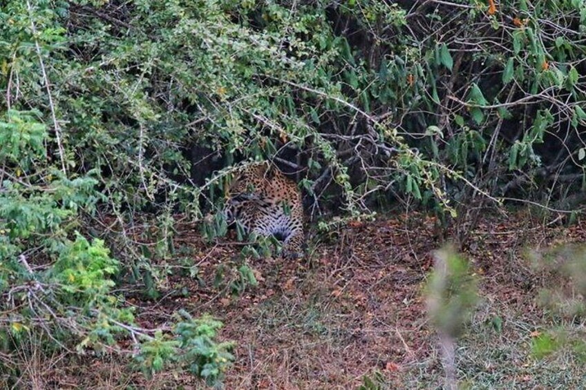 Willpattu Safari tour from Negombo