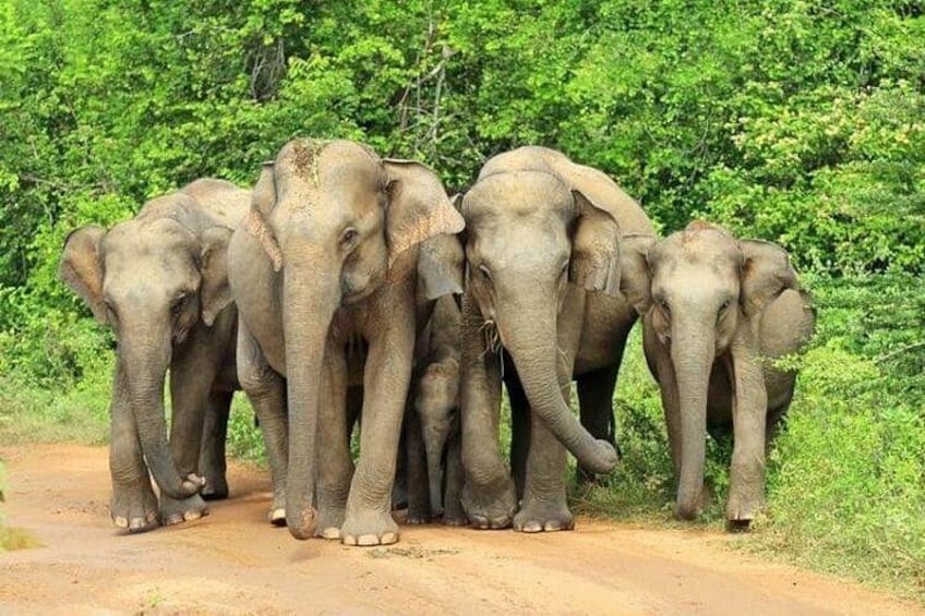 A group of elephants on a dirt path surrounded by dense green foliage. 1
