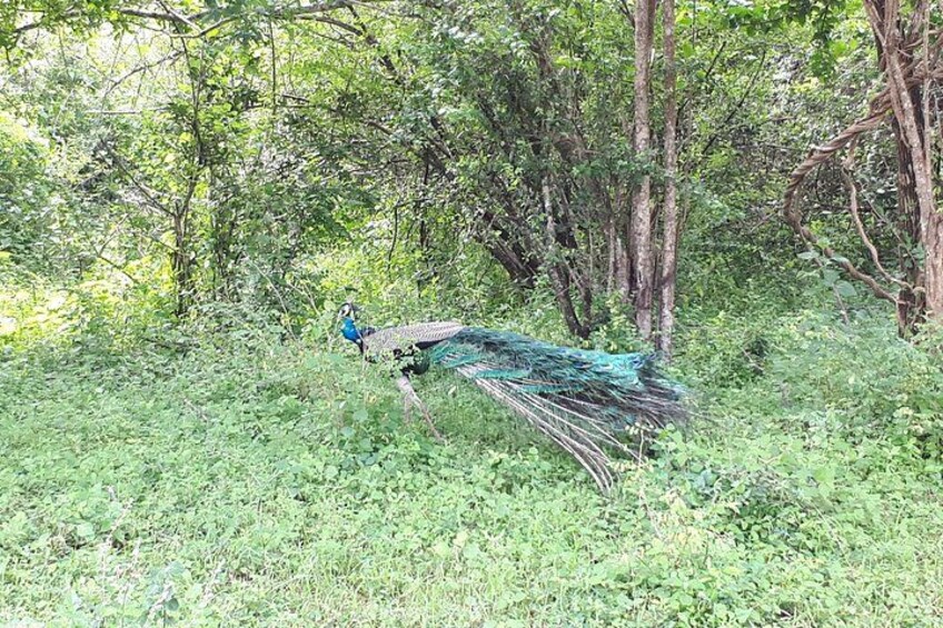 A peacock with its tail feathers spread out in a grassy area with trees in the background. 5