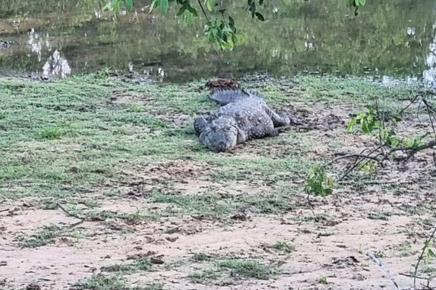 A crocodile lying on the ground near a body of water. 3