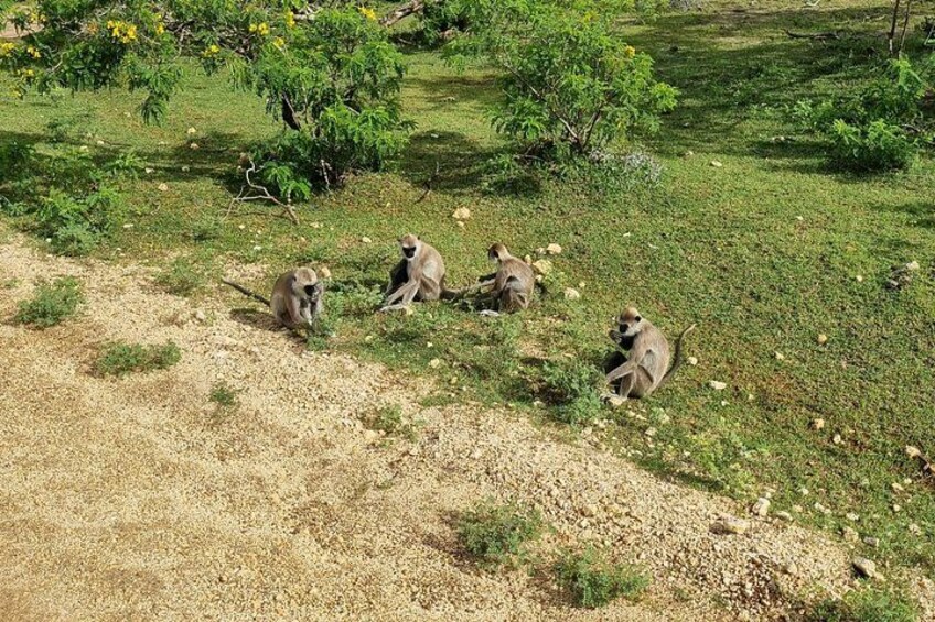 A group of monkeys sitting on a grassy field with sparse vegetation and scattered trees. 4