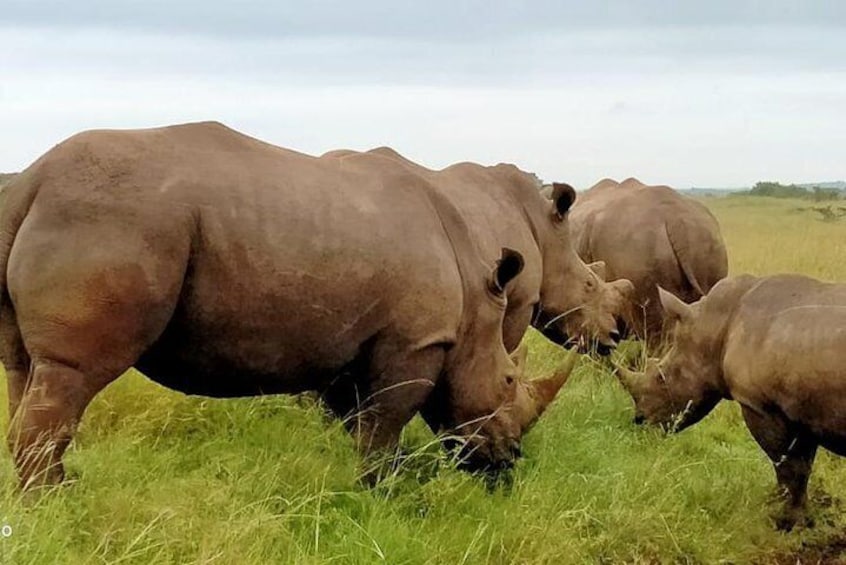 1-Day Karen Blixen Museum, Baby Elephant, Giraffe Center, Nairobi National Park