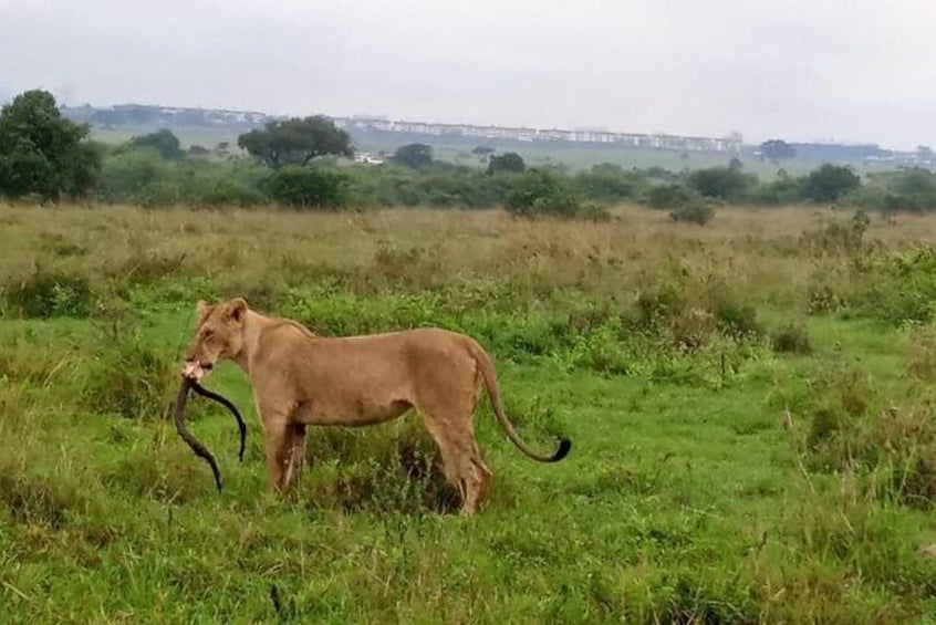 1-Day Karen Blixen Museum, Baby Elephant, Giraffe Center, Nairobi National Park